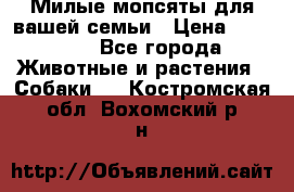 Милые мопсяты для вашей семьи › Цена ­ 20 000 - Все города Животные и растения » Собаки   . Костромская обл.,Вохомский р-н